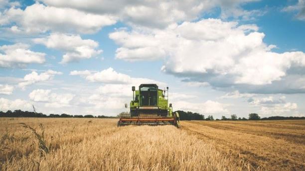Combine in field of wheat