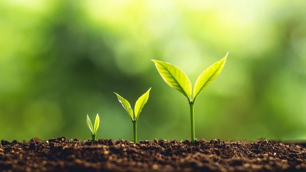 Plant growing and showing growth